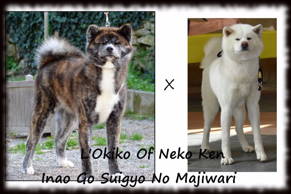 Chiot Akita Go Suigyo No Majiwari